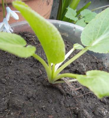 DSCN5011_unbekannt_1b.jpg
