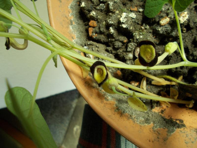 DSCN5042_Aristolochia_steupii.jpg