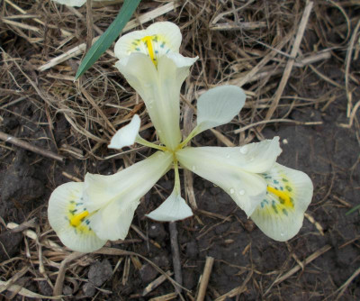DSCN5000_Iris_KatherinesGold.jpg