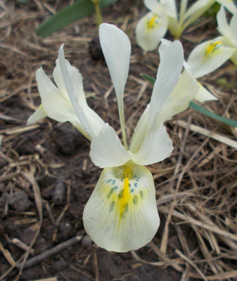 DSCN5001_Iris_KatherinesGold.jpg