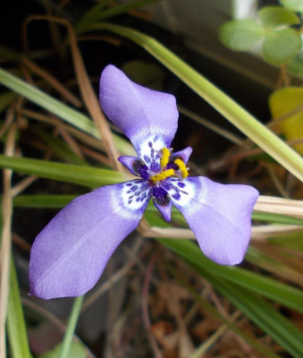 DSCN5016_Herbertia_lahue.jpg
