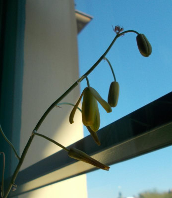 DSCN5013_Albuca_fragrans.jpg