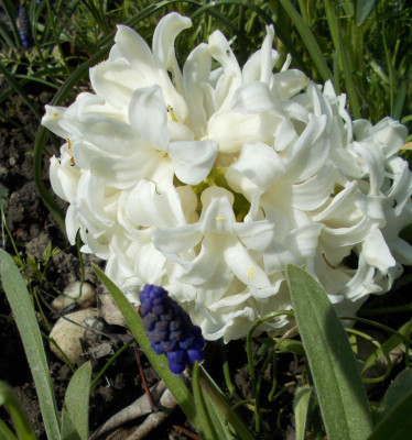 DSCN5025_Hyazinthen.jpg