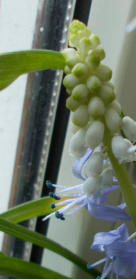 DSCN5007_Muscarilla.jpg