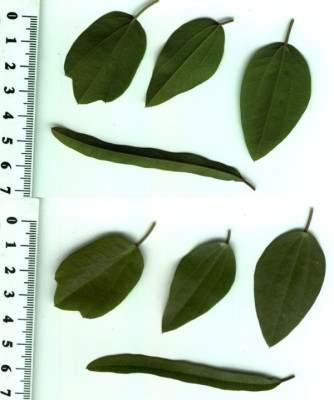 passiflora_red_dwarf_blatt_scan_small.jpg