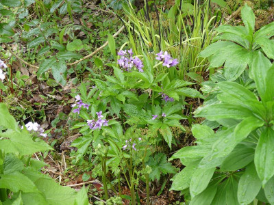 2023-04-28 Cardamine heptaphylla.jpg