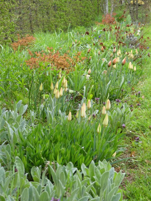 2023-04-28 Tulpe 'Honky Tonk'.jpg