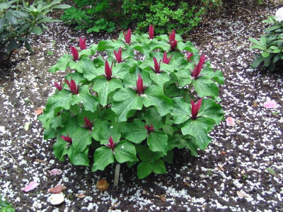 Bot_garten Christiansberg 040.JPG