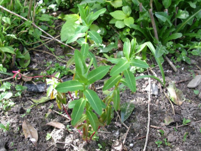 E corallioides.JPG