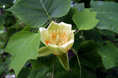 Trauttmansdorff-1-f.jpg