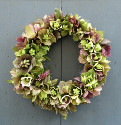 helleborus.jpg