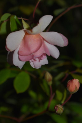 DSC_0276.JPG