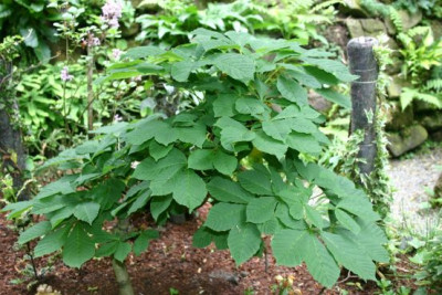 Aesculus_hippocastanum_Monstrosa_4.JPG