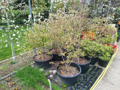 Heidelbeeren 20230425.jpeg
