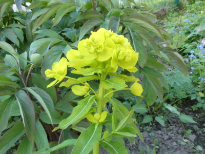 E villosa Eskuche Blüte.JPG