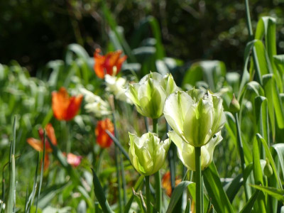2023-04-30 Tulpen 1.jpg