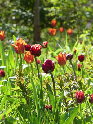 2023-04-30 Tulpen 3.jpg