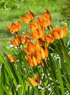 2023-04-30 Tulipa whittallii'Major' 1.jpg