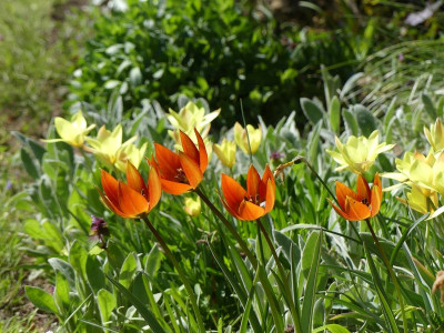 2023-04-30 Tulipa whittallii'Major' 3.jpg