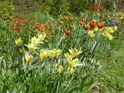 2023-04-30 Tulpen 'Honky Tonk' 1.jpg