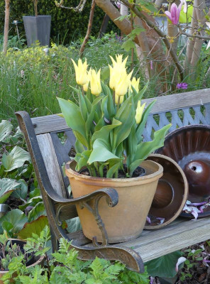2023-04-30 Tulpen 'Florijn Chic'.jpg