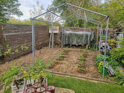 Tomaten 20230430.jpeg