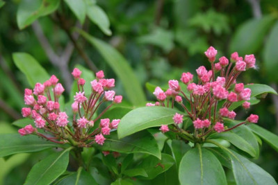 Kalmia_latifolia_Ostbo_Red.JPG