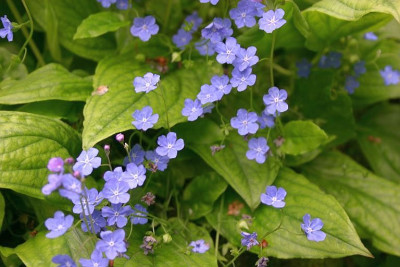 Omphalodes_cappadocica_Starry_Eyes.JPG
