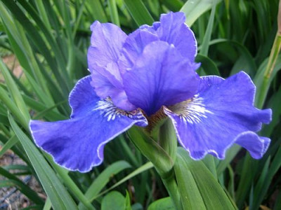 Iris_sib._Plissee_97931.jpg
