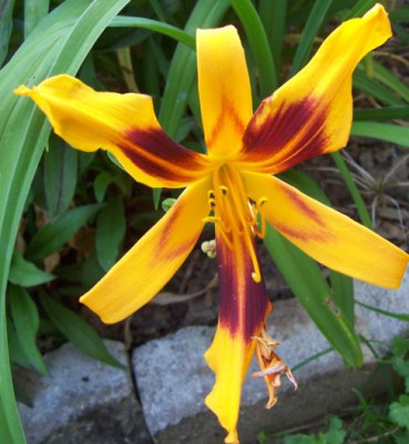 000_2840_Spider_Himmelmann.jpg