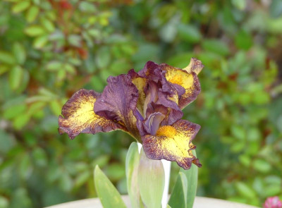 2023-05-01 Iris 'Firestorm' 1.jpg