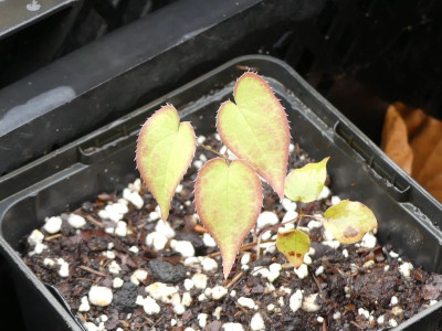 2023-05-01 Epimedium 1.jpg