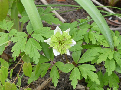 2023-05-01 Anemone nemorosa 'Green Dream'.jpg