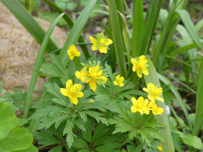 2023-05-01 Anemone ranunculoides 'Golden Dream'.jpg
