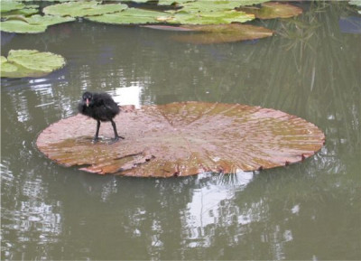 Teichhuenchen.jpg