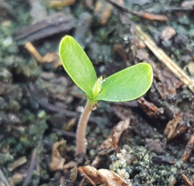 23.04.  Hopfenbuche Keimling (Ostrya carpinifolia).jpg