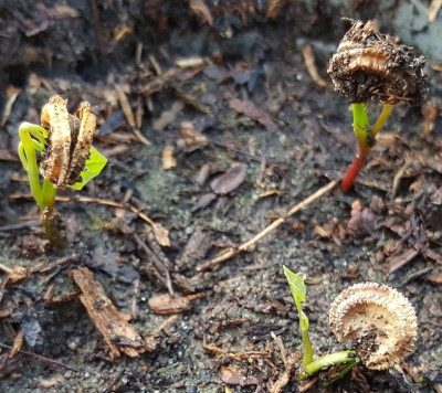 23.04. Dahurischer Mondsame (Menispermum dauricum).jpg