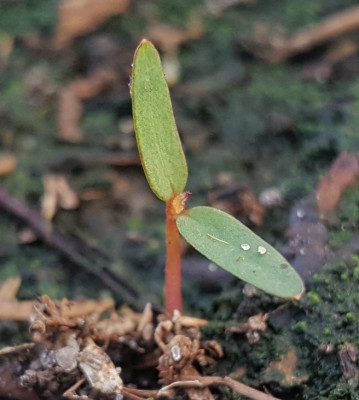 23.4. Platanus orientalis.jpg