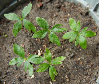 25.4. Platycarya strobilacea.jpg