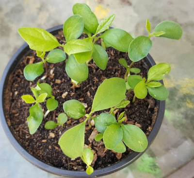 29.4.  Cudrania tricuspidata (Seidenraupenbaum, Maclura tricuspidata).jpg