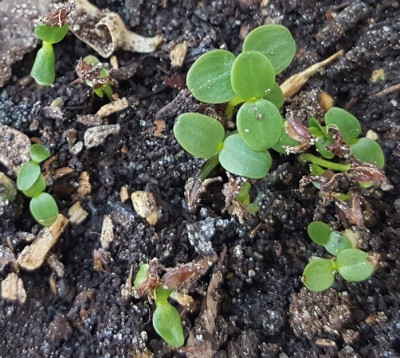 29.4. Trochodendron aralioides.jpg