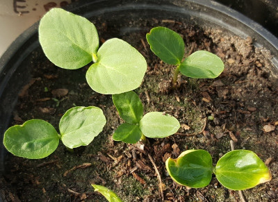 02.05. Sinowilsonia henryi (Keimlinge).jpg