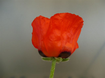 Mohn.31.05.20008.50.JPG
