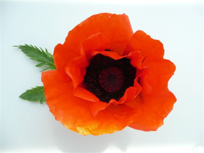 Mohn.31.05.2008.51.JPG
