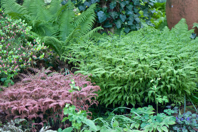 Adiantum-2010-Mai1710-246.jpg