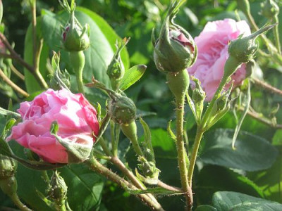 Rose_Fantin_Latour_97801.jpg