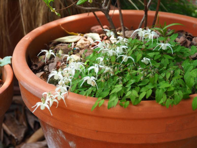 Epimedium x youngianum 'Niveum' P4300066.JPG