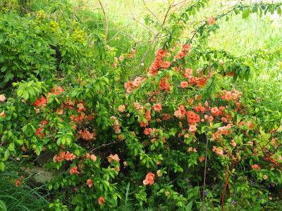 Chaenomeles Cameo P4300074.JPG