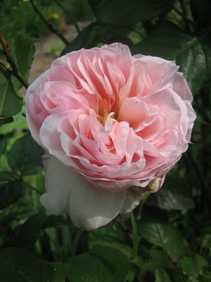 Rose_Heritage_97991.jpg