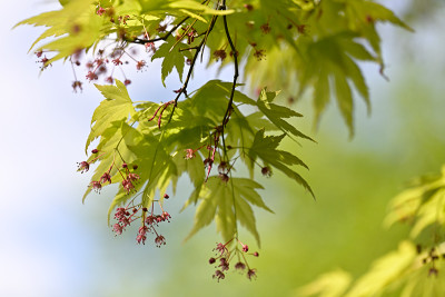 Orange-Dream-Mai0223_056_00001.jpg